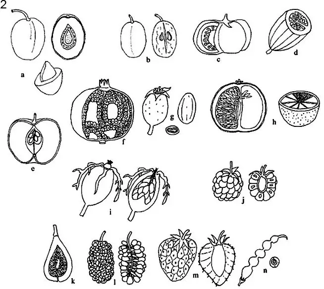 El fruto. Morfología y tipos