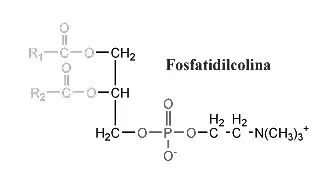 Resultado de imagen de fosfatidilcolina