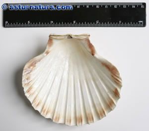 Pecten maximus, 