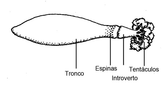 Morfología externa de Sipunculus