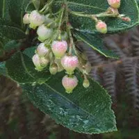 madrono-arandanos-brezos
