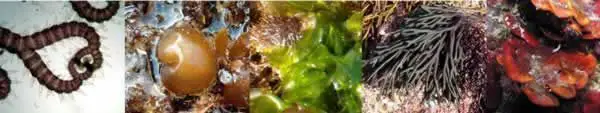 Imagen de los tipos de algas comentados anteriormente