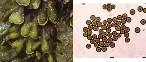 Receptáculos de un alga parda