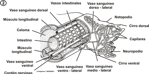Anatomía interna de un segmento de poliqueto