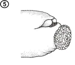 Órgano nucal de un poliqueto