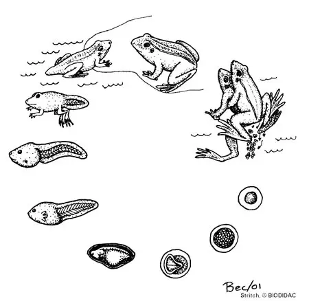 Los Anfibios. Reproducción y desarrollo