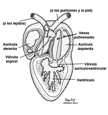 Corazón