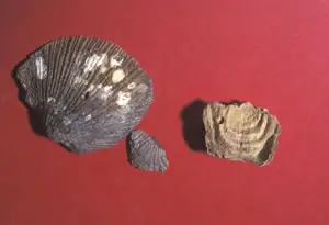 Fósiles de braquiópodos estrofoménidos