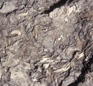 Marga roja compuesta por fósiles de briozoos Fenestélidos