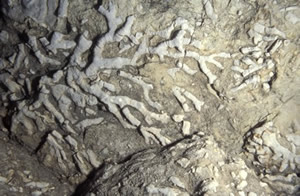 Fósil de briozoo ramificado