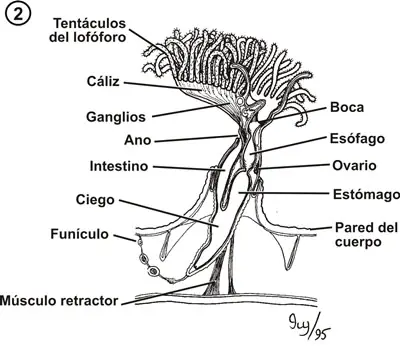 Anatomia interna de un briozoo