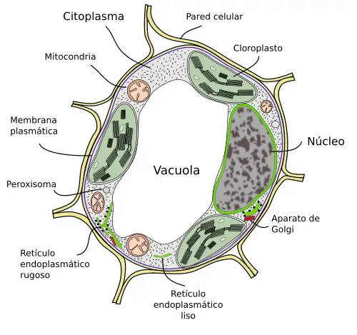 Figura 2. Esquema de los principales componentes de una célula vegetal.