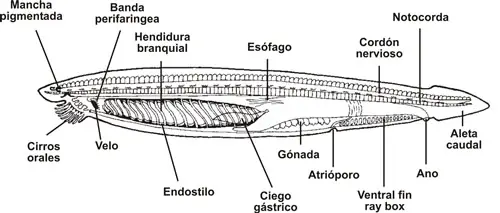 Anatomía interna del Anfioxo