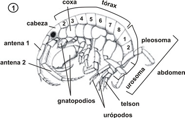 Morfología externa de un anfípodo