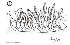 movimiento de los apéndices de un anostraco o camarón duende