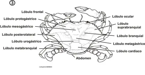 Morfología dorsal de un decápodo