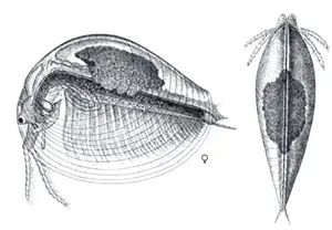 Crustáceos. Los Branquiópodos (<em>Branchiopoda</em>)