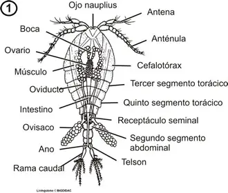 vista dorsal de un copépodo