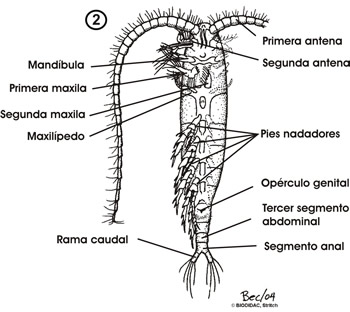 vista ventral de un copépodo