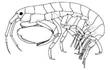 Leucothoida (habitante de ascidias y esponjas)