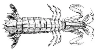 Squilla mantis dorsal