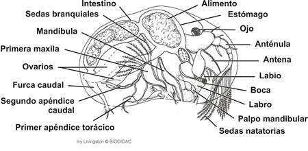 Anatomía de un ostracodo