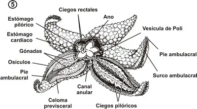 Disposición del sistema digestivo y otros en el cuerpo de la estrella de mar
