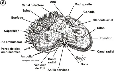 Anatomía interna de un erizo