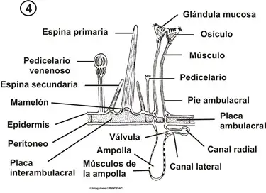 Pedicelarios y espinas de un erizo