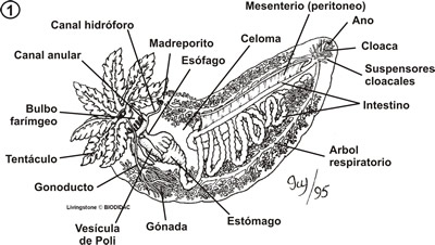 Anatomía interna de una holoturia