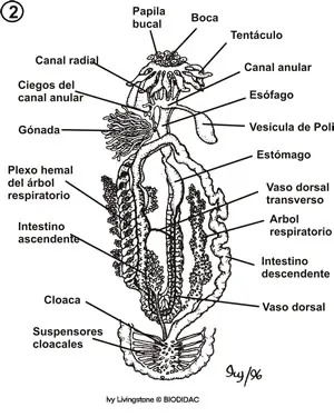 Sistema digestivo de una holoturia