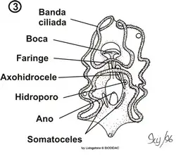 Larva auricularia