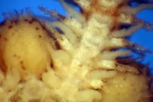 Detalle de la zona oral del brazo mostrando las placas orales y pies ambulacrales de Ophiotrix fragilis
