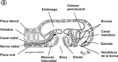 Anatomía interna del disco oral de una ofiura