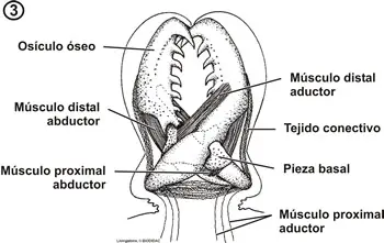Esquema de la anatomía de un pedicelario