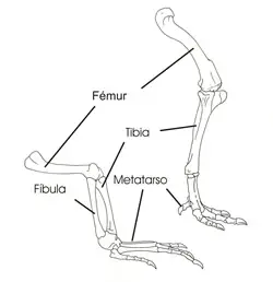 Comparación de la pata trasera de un animal de postura agachada o semiagachada (a la izquierda) y la de un dinosaurio bípedo (a la derecha)