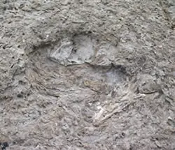 Huella correspondiente a la pata trasera de un saurópodo