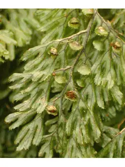 Hymenophyllum tumbringense