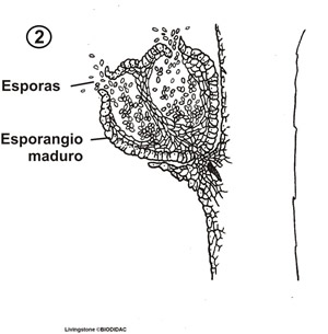Psilotum sporangium