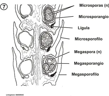 Selaginella sporangium