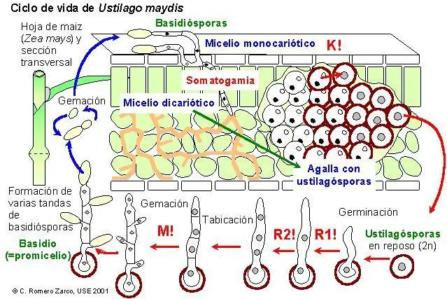 Ciclo de vida de Ustilago maydis