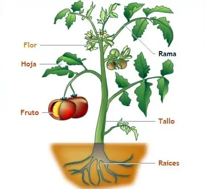 Las plantas vasculares