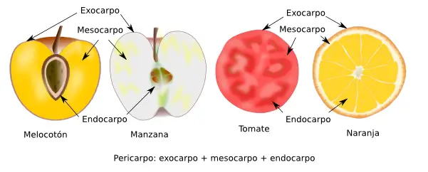 Morfología del fruto