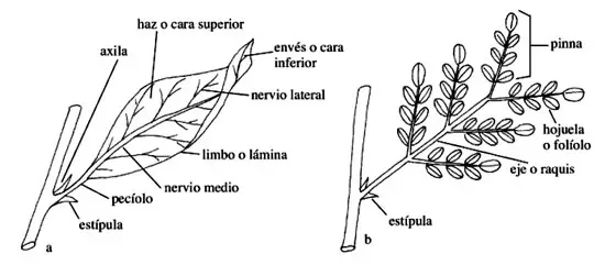 Morfología de las hojas