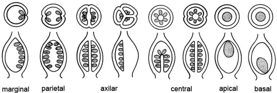 Tipos de placentación
