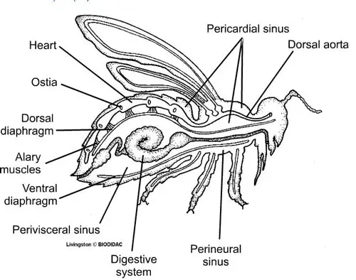 Sistema circulatorio de un insecto