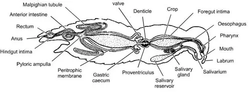 Sistema digestivo de un insecto