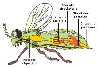 Los insectos. Morfología interna; excrección y sistema nervioso