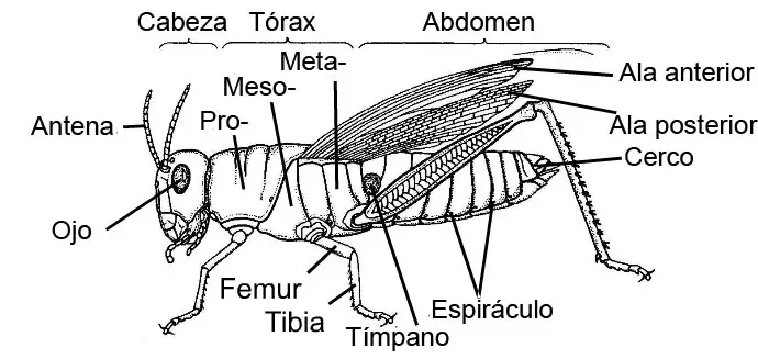 Morfología externa de los insectos