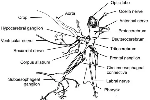 Sistema nervioso de un insecto